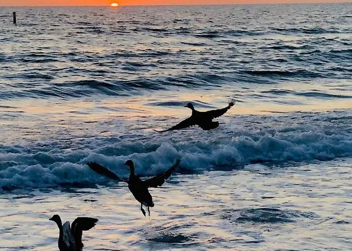 "grove" Historic Beachside Clearwater Beach